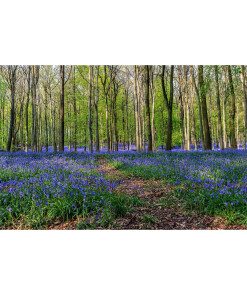 Spring Backdrop