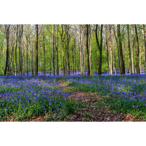 Spring Backdrop