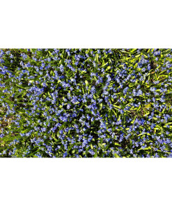 Bluebell Floor Mat
