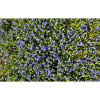 Bluebell Floor Mat