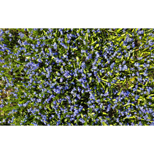 Bluebell Floor Mat