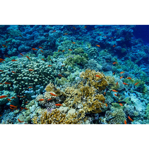 Coral Floor Mat