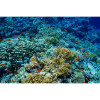 Coral Floor Mat