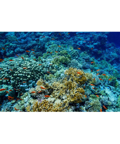 Coral Floor Mat